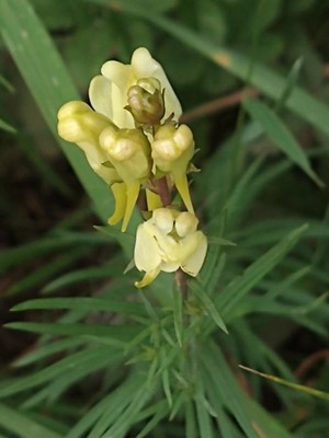 photo of Common Toadflax