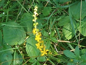 photo of Agrimony