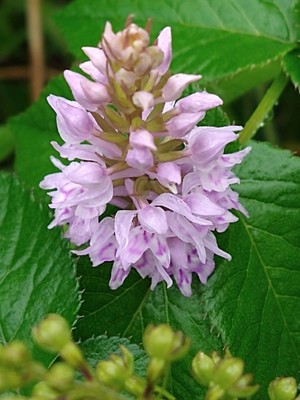 photo of Common Spotted Orchid