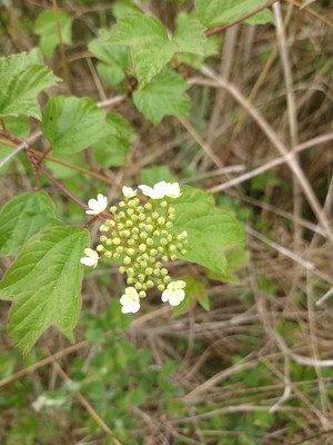 photo of Guelder Rose