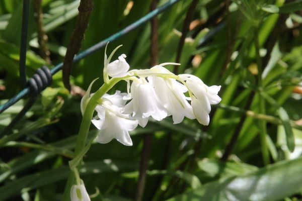 photo of Spanish Bluebell