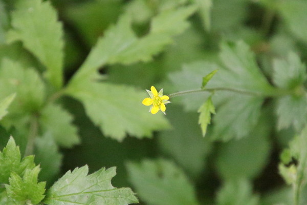 photo of Wood Avens