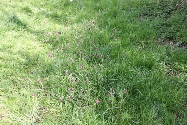 photo of Snake's Head Fritillary