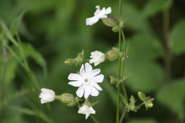 photo of White Campion