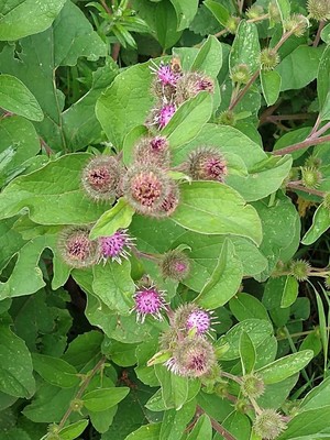 photo of Lesser Burdock