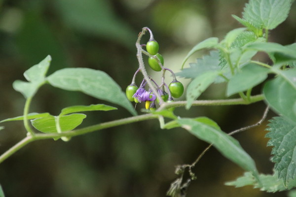 photo of Bittersweet