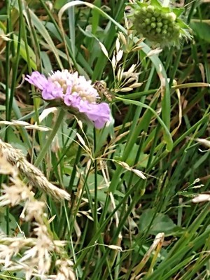 photo of Field Scabious
