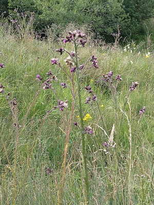 photo of Marsh Thistle