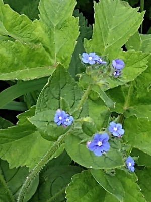 photo of Green Alkanet