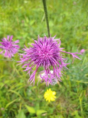 photo of Greater Knapweed