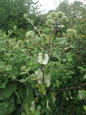 photo of Lesser Burdock