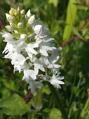 photo of Common Spotted Orchid