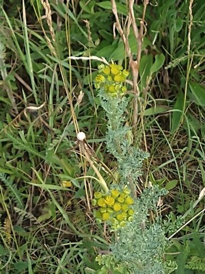 photo of Ragwort