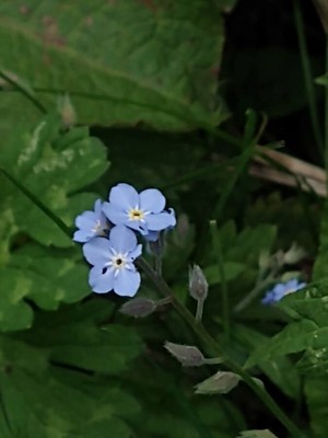 photo of Field Forget Me Not