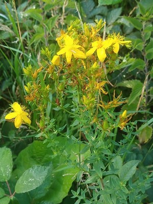 photo of Perforate St. John's Wort