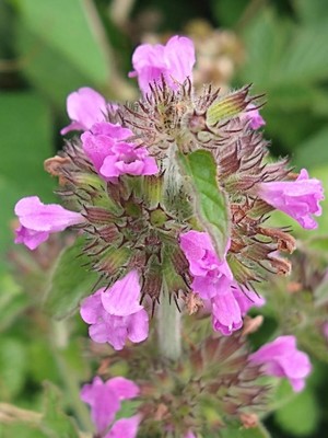 photo of Wild Basil