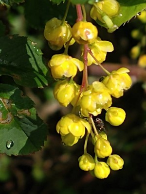 photo of Barberry
