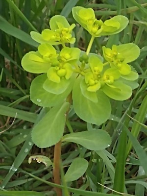 photo of Sun Spurge