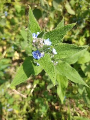 photo of Green Alkanet