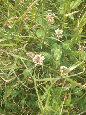 photo of White Clover