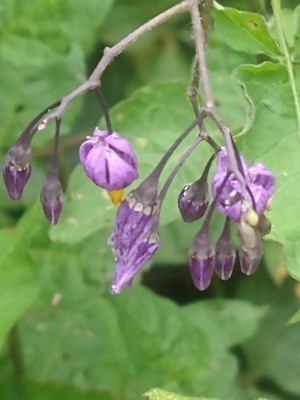 photo of Bittersweet