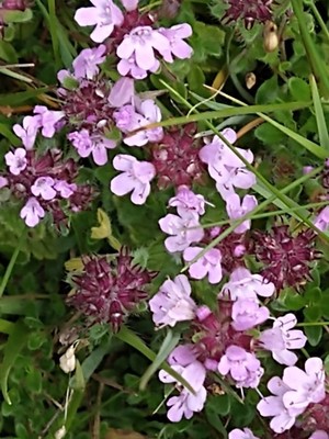 photo of Wild Thyme