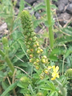 photo of Agrimony