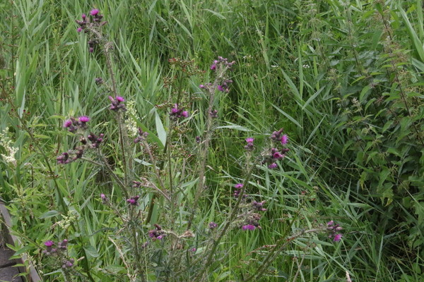 photo of Marsh Thistle