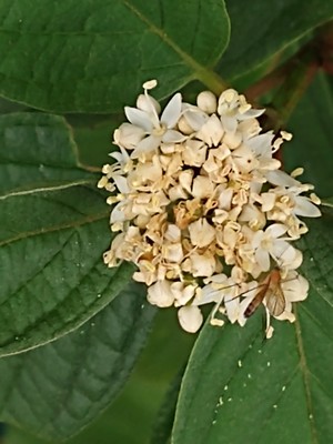photo of Siberian Dogwood