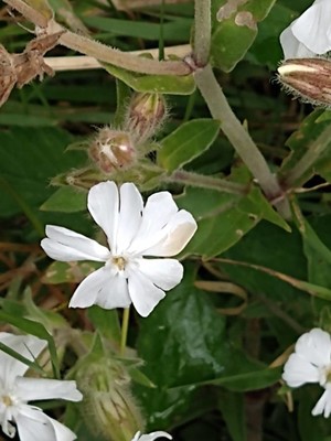 photo of White Campion
