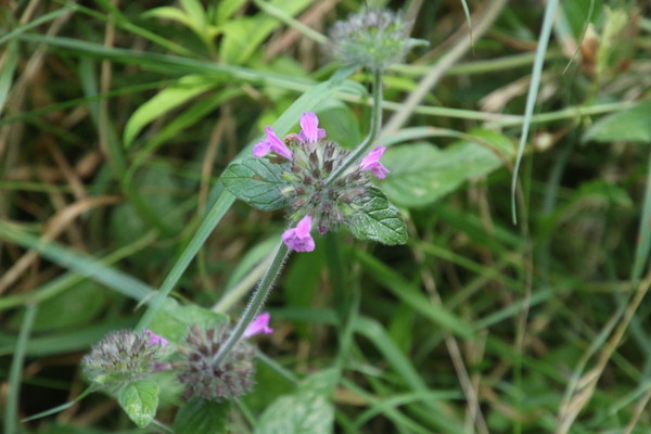 photo of Wild Basil