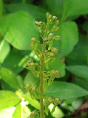 photo of Common Twayblade