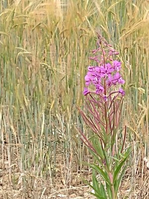 photo of Rosebay Willowherb