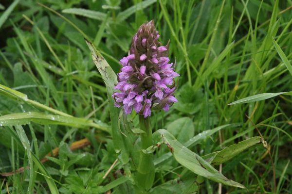 photo of Early Marsh Orchid