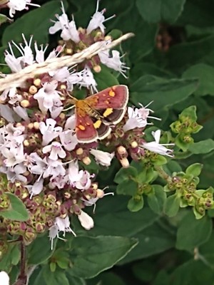 photo of Wild Marjoram