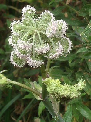 photo of Wild Angelica