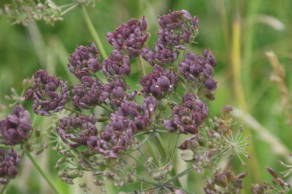 photo of Greater Burnet Saxifrage