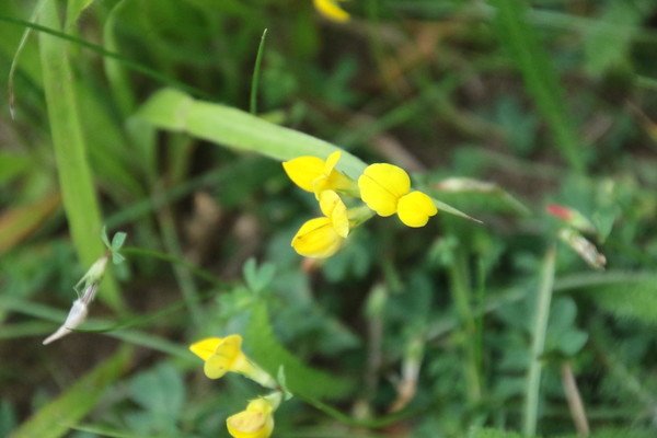 photo of Bird's Foot Trefoil
