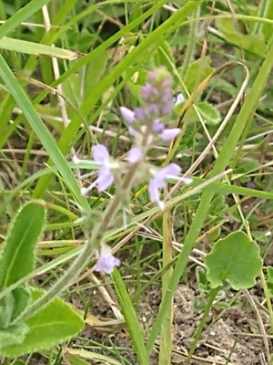 photo of Heath Speedwell