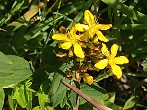 photo of Perforate St. John's Wort