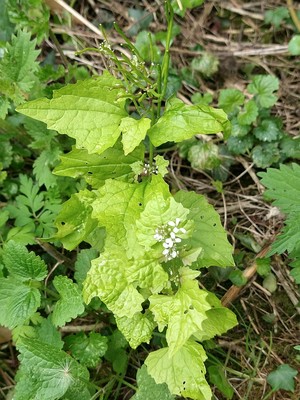 photo of Garlic Mustard