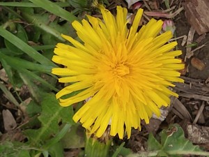 photo of Dandelion