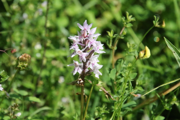 photo of Common Spotted Orchid