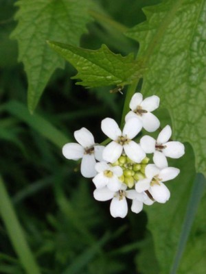 photo of Garlic Mustard