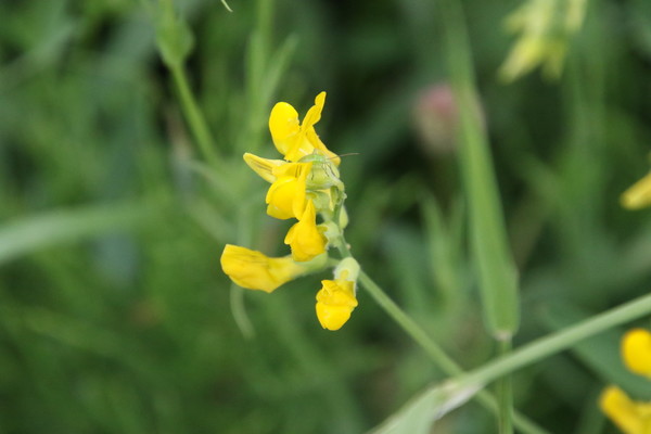 photo of Meadow Vetchling
