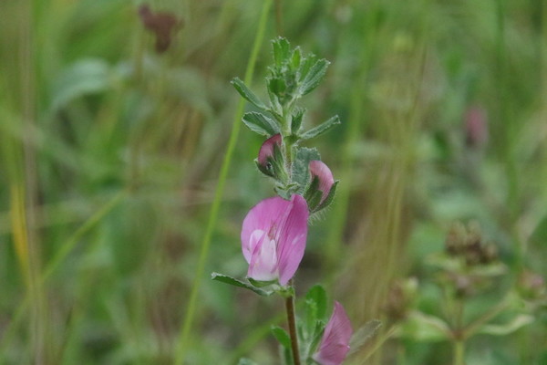 photo of Spiny Restharrow