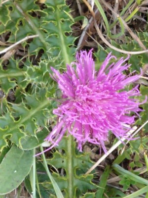 photo of Drawf Thistle