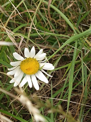 photo of Oxeye Daisy