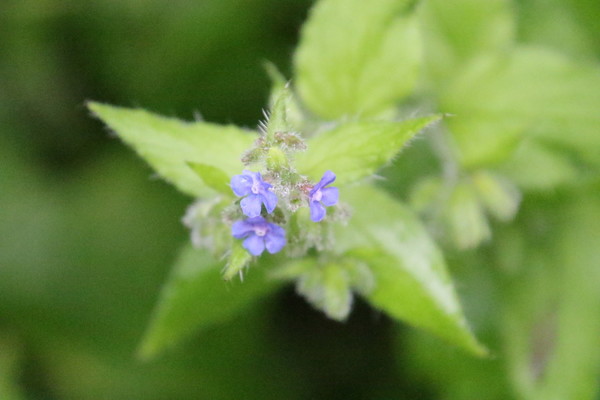 photo of Green Alkanet