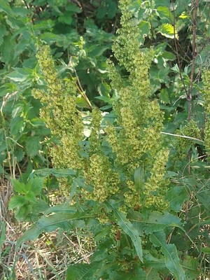 photo of Curled Dock